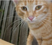 В Добрые руки,   ласковые,  красивые котята ищут дом, 136962  фото в Дзержинске