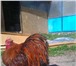 Foto в Домашние животные Птички продам цыплят подрощенных(шелковые,кохинхины,орпингтон,виандот,павловские),семьи-шелковых,кохинхинов,пару в Пензе 250