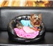 Foto в Домашние животные Стрижка собак Салон-бутик New Йорк предлагает комплексный в Краснодаре 500