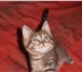 Фото в Домашние животные Выставки кошек Котик 2 мес.Приучен к лотку. Очень игривый в Апрелевка 0