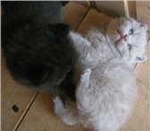 Шотландские плюшевые котята (есть вислоухие) 1410581 Британская короткошерстная фото в Санкт-Петербурге
