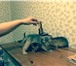 Продам абиссинских котят 1704354 Абиссинская фото в Москве