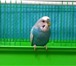 Изображение в Домашние животные Другие животные В связи с переездом продам волнистого попугайчика, в Владивостоке 1 500