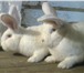 Фото в Домашние животные Другие животные Продаются кролики уникальной породы немецких в Таганроге 1 000