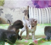 Foto в Домашние животные Отдам даром Отдам молодую кошку и очаровательных котят в Томске 0