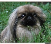 Фотография в Строительство и ремонт Ремонт, отделка качественный ремонт квартир и домов в сроки в Москве 0