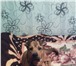 Фотография в Домашние животные Вязка собак Метис благородных кровей Шарпея ищет метиску в Чите 1