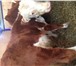 Изображение в Домашние животные Другие животные Продаем 30 голов бычков породы Герефорд (самая в Магнитогорске 165