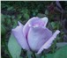 Foto в Прочее,  разное Разное Продажа кустов роз оптом на озеленение. Большой в Москве 0