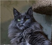 Мейн кун Гордарики 1908954 Мейн-кун фото в Кашира