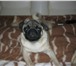 Продаю щенка мопса - девочка,  окрас сеамский, 145064  фото в Красноярске