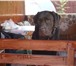 Фото в Домашние животные Вязка собак Красивый,шоколадный парень ищет подругу.для в Москве 0